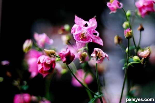 Pink Flowers